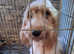 Cockerpoo puppies