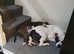 American bully standard