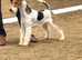 Wire Fox Terrier Male "Beau"