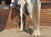 Lionheart big yearling cob colt to make 16