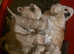 Stunning American cocker spaniels puppies