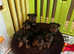 Beautiful Yorkie Puppies Ready Now