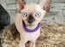 Last girl sphynx left with vaccination