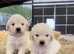 Beautiful golden retriever puppies