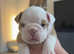 English bulldog puppies