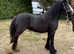 Stunning cob mare