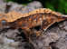 Very good lineage male harlequin crested gecko