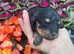 Petite Toy Cavapoo Puppies