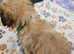 Shichon /Zuchon puppies (Shih tzu x Bichon)