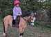 Adorable dun children's pony