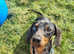 Dapple Dachshund