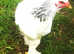 Brahma Hatching Eggs; Lemon Pyle, Isabella, Light Columbian, Gold Partridge, Blue Buff