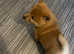 Japanese Shiba Inu 3/4 chow chow 1/4