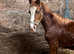 Registered Welsh D colt