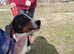 Percy a handsome Tri coloured Hound 11 months what a stunnning looking boy
