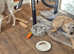 Bedlington terrier greyhound Cross lurcher
