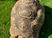 Tortoise Leopard female x2