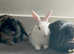 3 beautiful boy rabbits