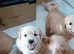 Golden retriever puppies