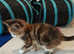 Ocicat x norwegian forest 3 females tortie/calico
