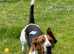 Male 2 yr old basset hound