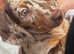 Merle Dachshund female puppy