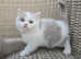 Champion   lines British Shorthair