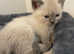Ragdoll kittens