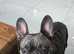 Female French bulldog