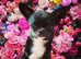 KC Black Smooth coat Chihuahua for stud