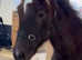 Super Irish Draught x Sports Horse foal   (Gelded)
