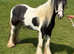 12.2 cob mare