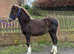 Registered welsh sec c colt