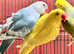 Beautiful yellow Indian ringnick parrot