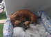 Miniature toy dachshunds puppies for sale