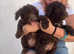Amazing Spanish Water Dog Puppies :)