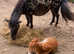 Spotted mare with filly foal registered spot mare