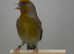 Goldfinch mule