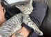 Absolutely STUNNING Egyptian Mau litter of 6 now safely arrived