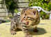 Grand Champion Sired Bengal Kittens