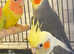 Stunning young cockatiels for sale