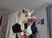 Siberian Husky