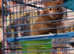 Beautiful female Syrian hamster