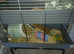 Male skinny pig 10weeks old