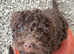 Amazing Spanish Water Dog Puppies :)