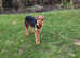 Airedale terrier male 11 months old