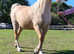 Pretty Palomino Section D Mare 14.3 5yrs