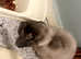 Male fox fur grey new Zealand dwarf lop male baby