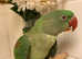 Beautiful young alexandrine parrot