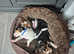 All sold pending collection 0 beautiful beagle girl